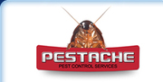 Wood Pest Control in Mumbai