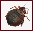 Manhattan Bed Bugs Exterminators | NYC Pest Control Exterminating 