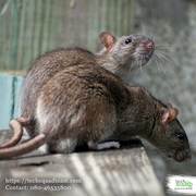Reliable Rodent Control Service In Bangalore
