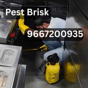 Affordable Pest Control Services Delhi NCR from Experts at Pest Brisk 